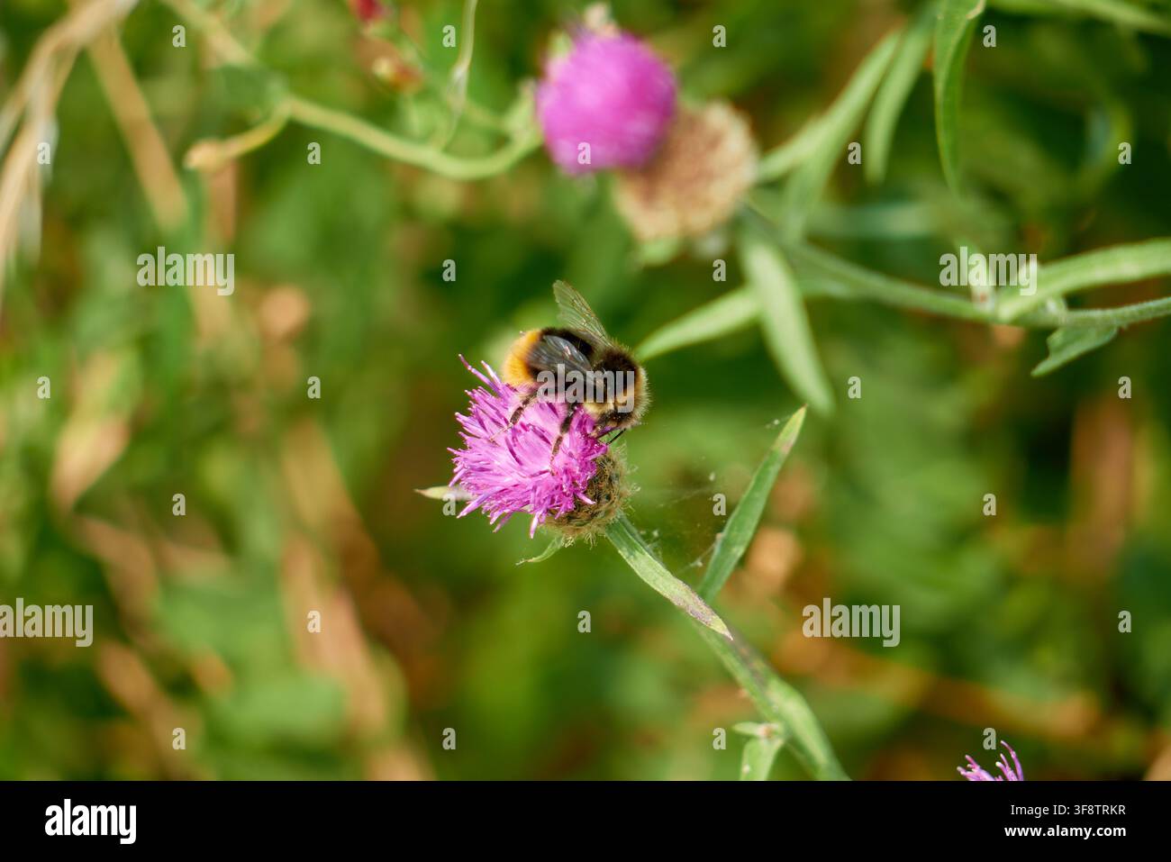 Bombus dalla coda bianca che si nutre Foto Stock