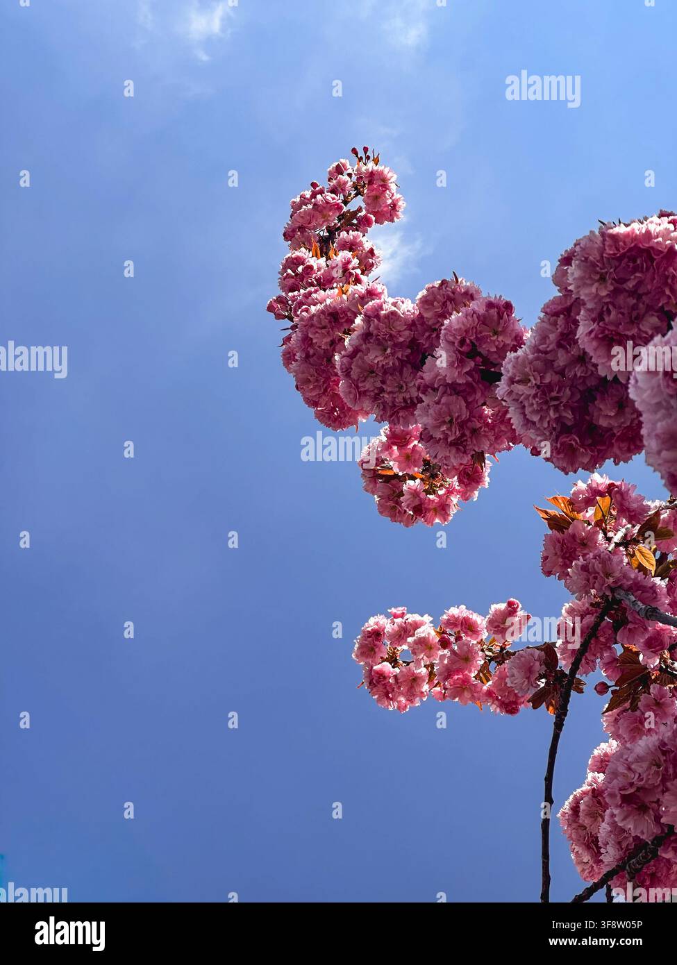 Grappoli di fiori di ciliegio doppi rosa che si protendono verso un cielo azzurro primaverile con ampio spazio per il testo Foto Stock