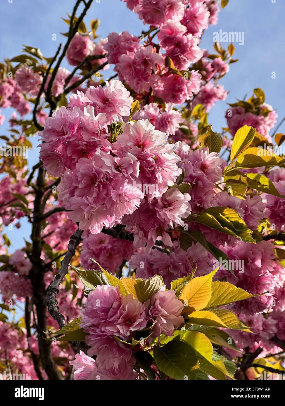 Grappoli di fiori di ciliegio doppi rosa che coprono i rami di un ciliegio ornamentale durante il picco della fioritura primaverile Foto Stock