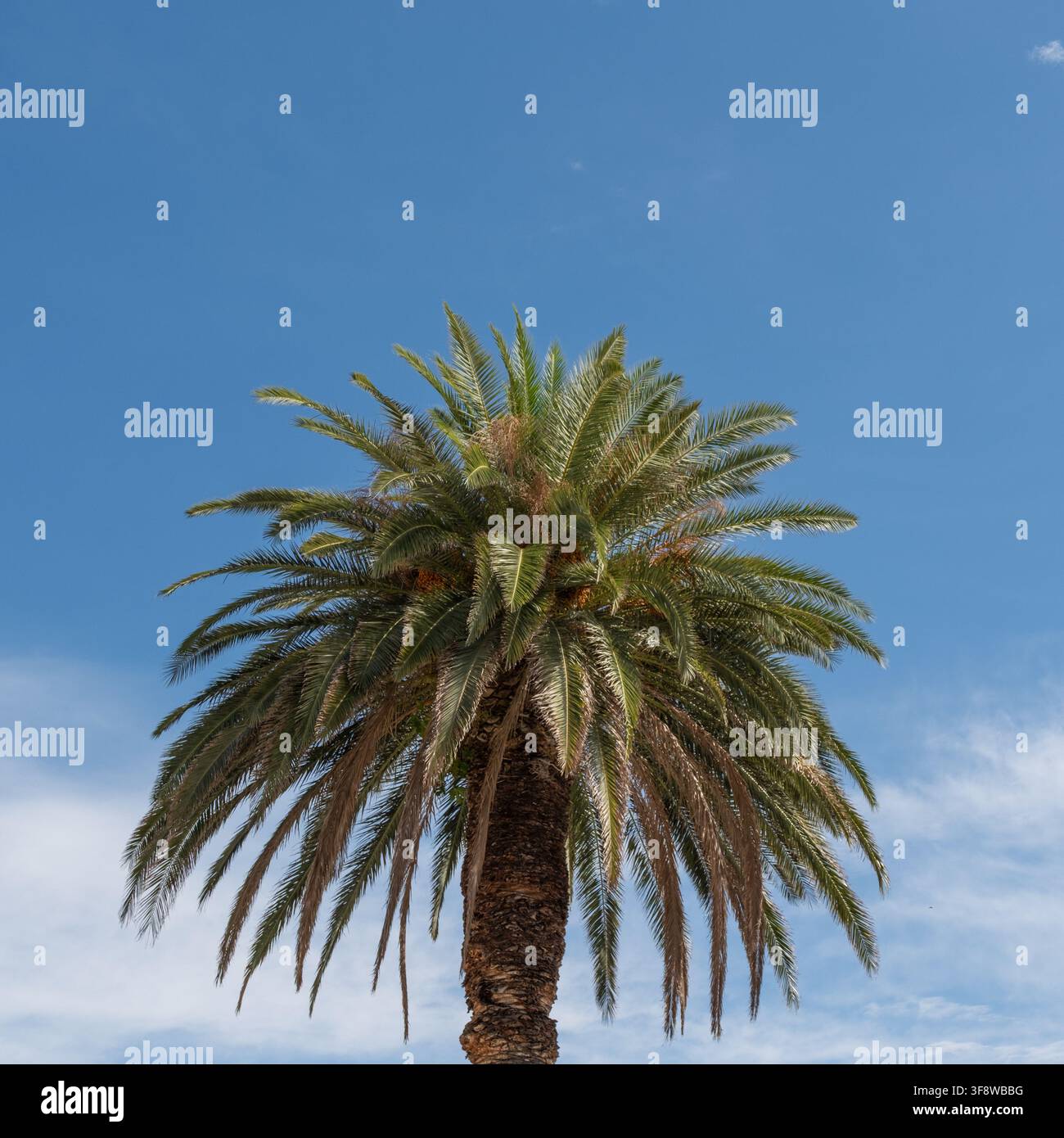 Una grande palma si erge con le sue fronde che si protendono verso un cielo azzurro terso. La luce solare brillante illumina la scena, evidenziando il tronco dell'albero e Foto Stock