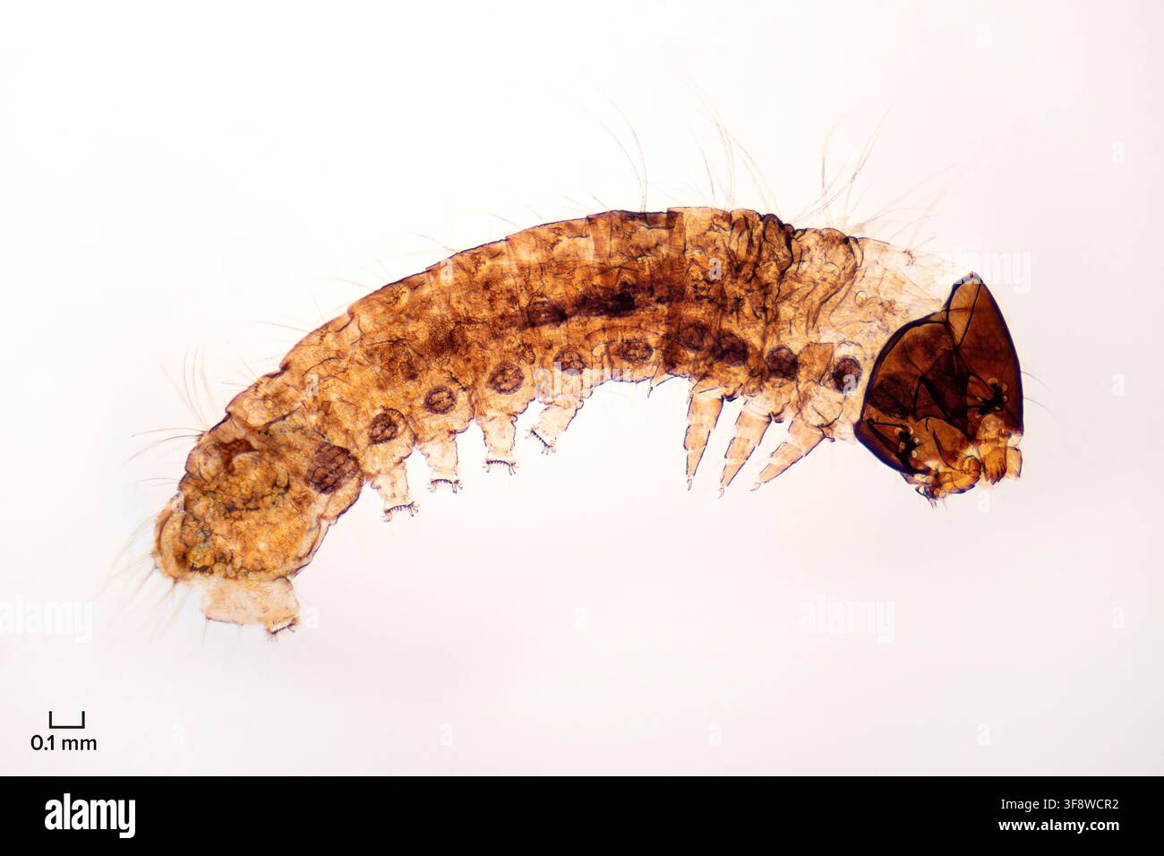 Larva di falena da seta, preparato intero, al microscopio ottico. Larva del baco da seta domestico, Bombyx mori. Foto Foto Stock