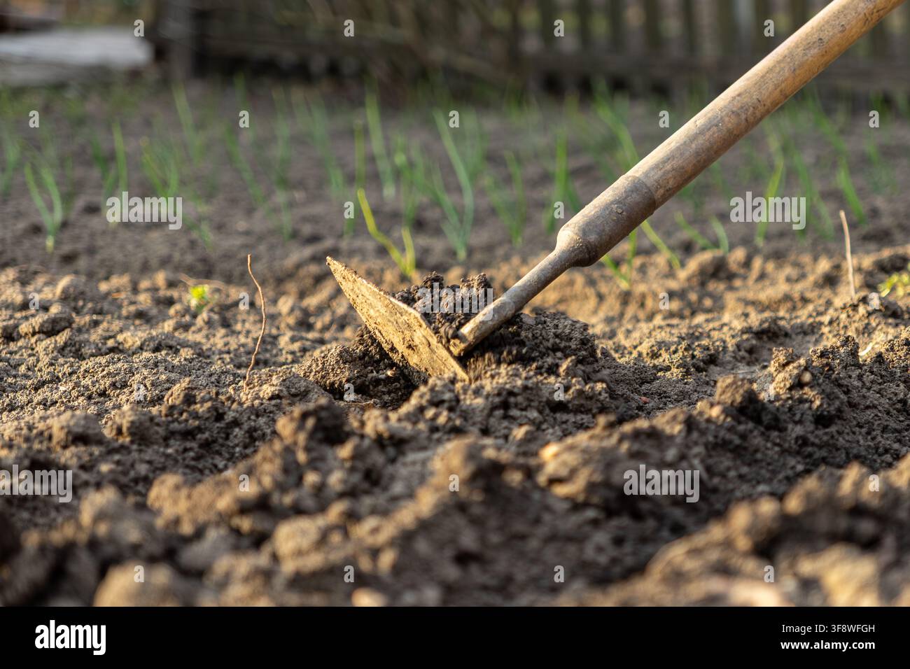 Coltivare terra fertile con uno strumento manuale in un appezzamento soleggiato evidenzia la preparazione dei letti per la crescita delle colture, catturando al contempo la quieta dedizione di Trad Foto Stock