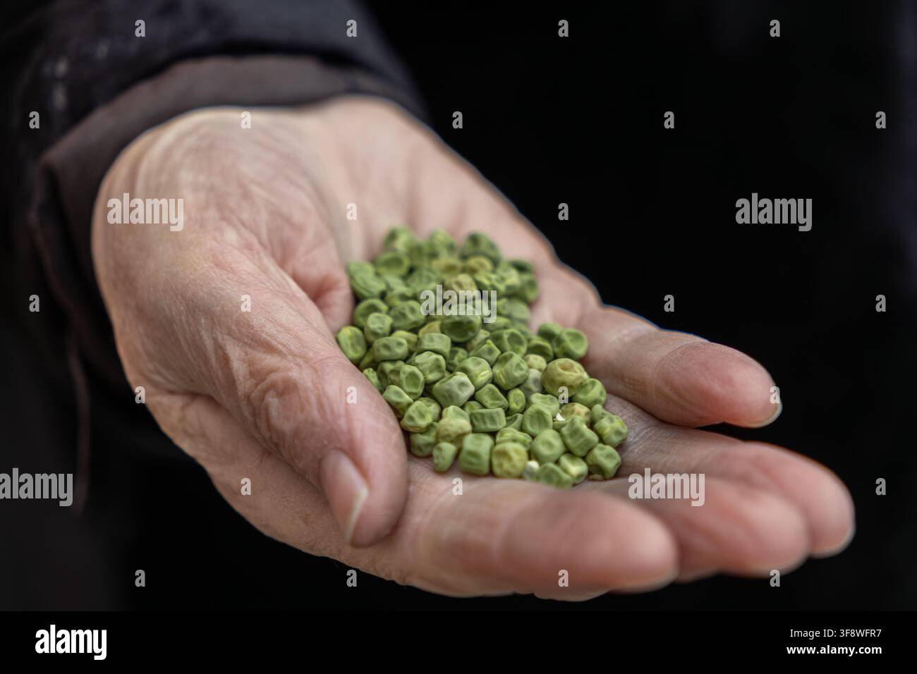Mano anziana strutturata che culla semi di legumi biologici crudi per simboleggiare una nutrizione sana, l'eredità agricola e i concetti di fattoria a tavola all'interno di un a minimale Foto Stock