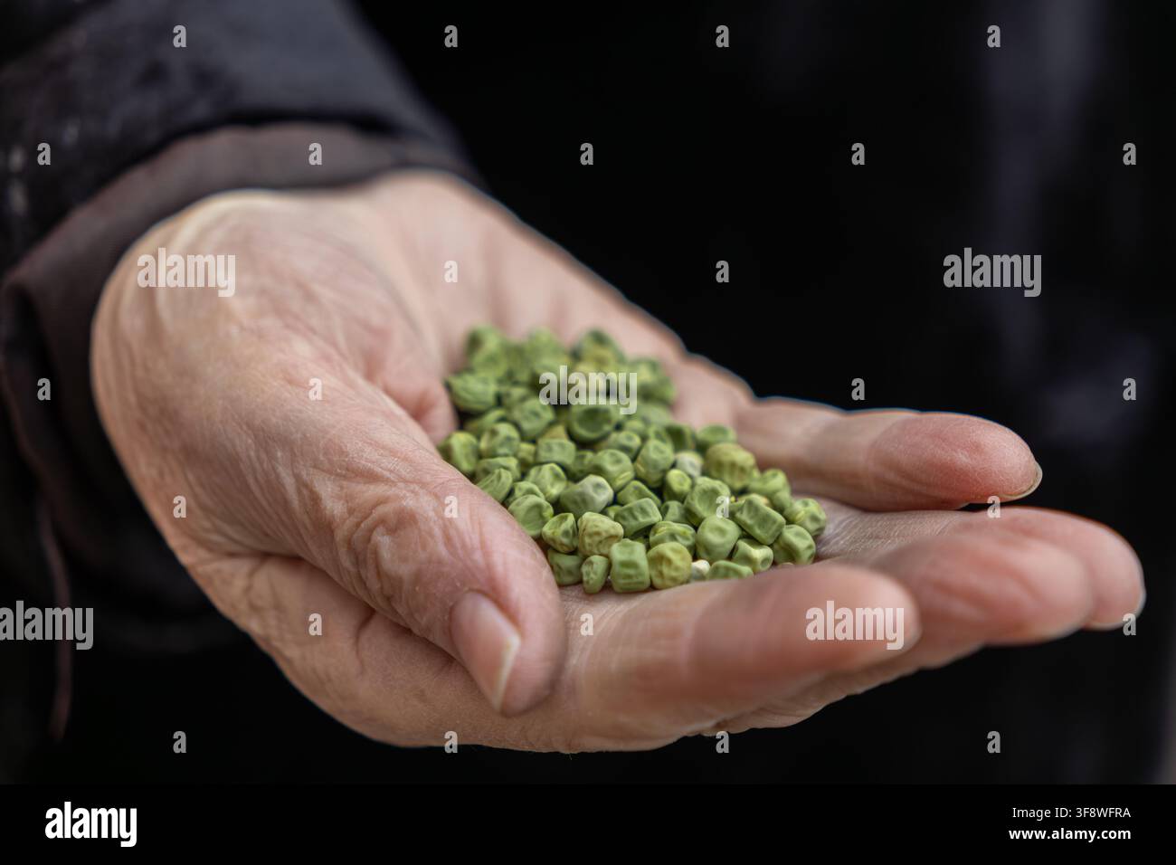 Una mano anziana strutturata culla piselli verdi essiccati biologici, sottolineando la semplicità degli ingredienti crudi a base vegetale, l'eredità agricola e una vita Foto Stock