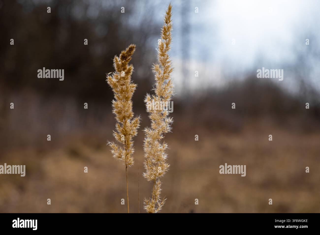Colpo macro di texture di erba secca e piumose catturate in un campo a fuoco morbido, rappresentando il cambiamento stagionale, la natura selvaggia, la serenità ecologica e l'organico Foto Stock