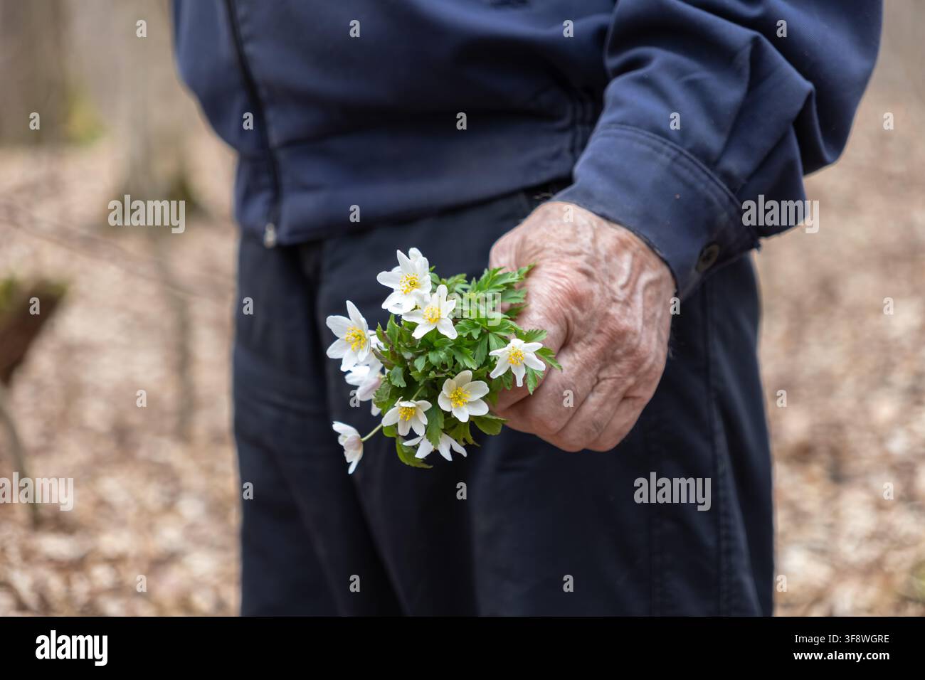 Una vista ravvicinata di una persona anziana che tiene fiori selvatici primaverili, simbolizzanti l'apprezzamento della natura, del patrimonio e dei momenti tranquilli di riflessione in una n Foto Stock
