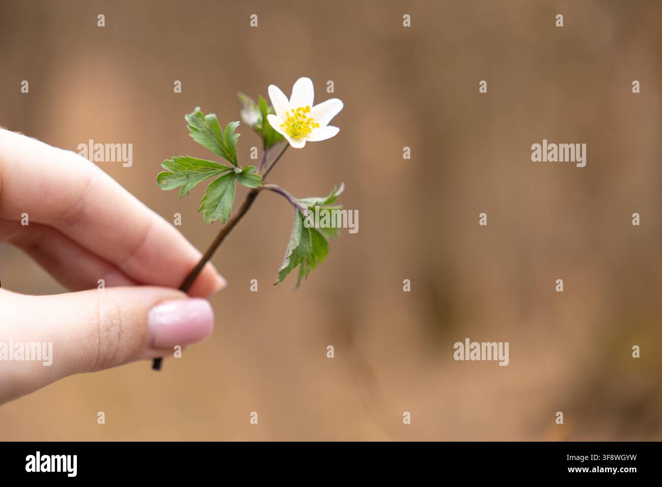 Una mano afferra delicatamente un piccolo fiore selvatico bianco all'aperto, evidenziando i suoi petali fragili e il fogliame verde mentre evoca profondi sentimenti di tranquillità, e Foto Stock