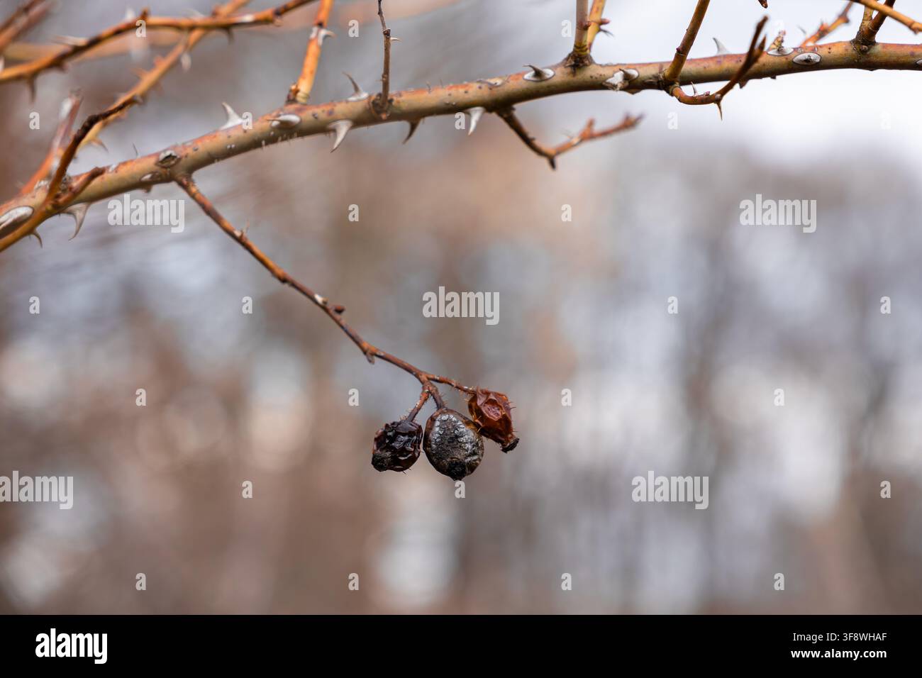 I cinorodi logorati si aggrappano a uno stelo spinoso e acuminato durante i freddi mesi invernali, catturando un'atmosfera malinconica di transizione stagionale e di resistenza Foto Stock