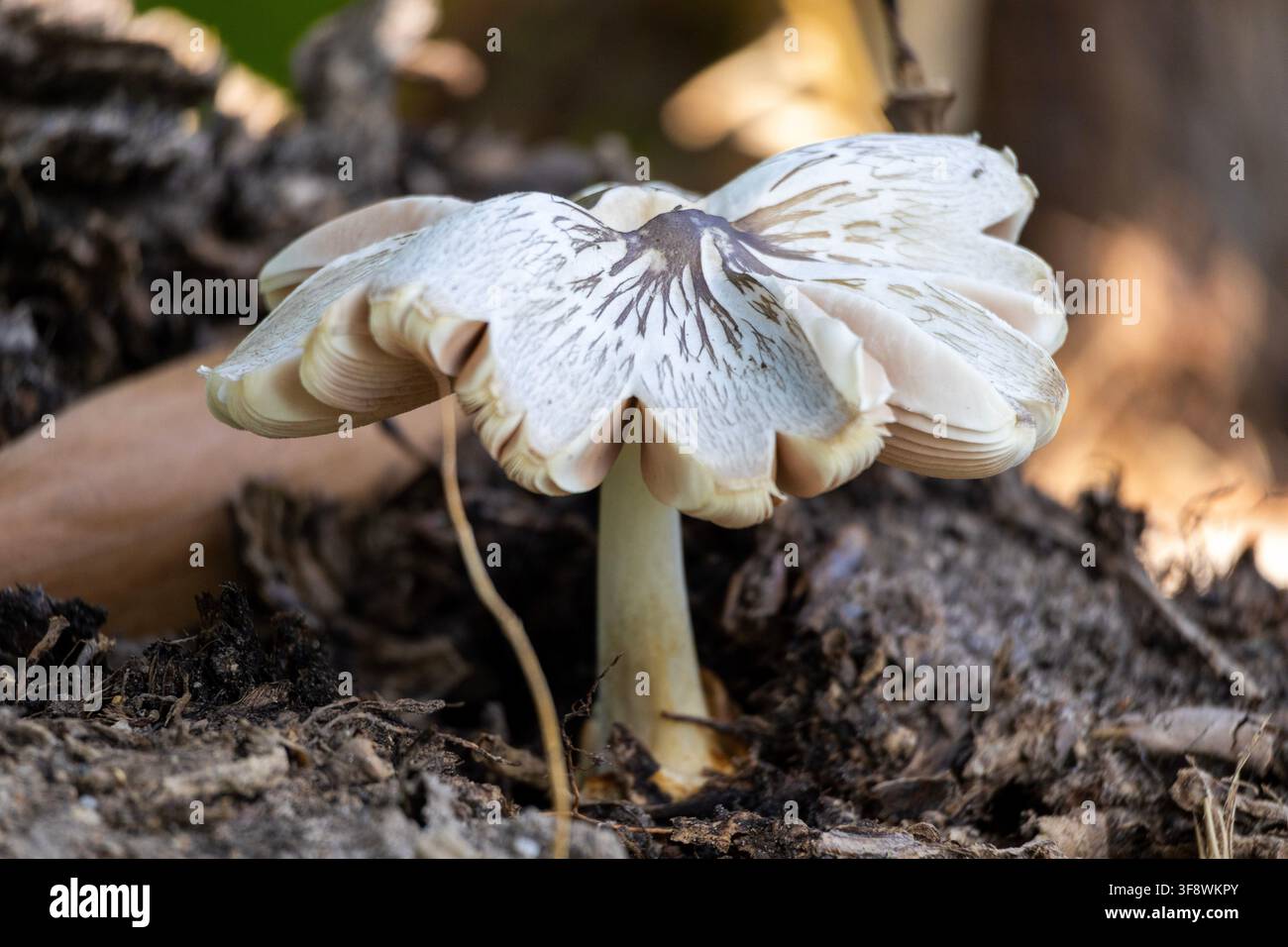 Vista bassa su funghi bianchi contro un morbido bokeh e macchie di luce sullo sfondo con foglie morte intorno nel terreno Foto Stock