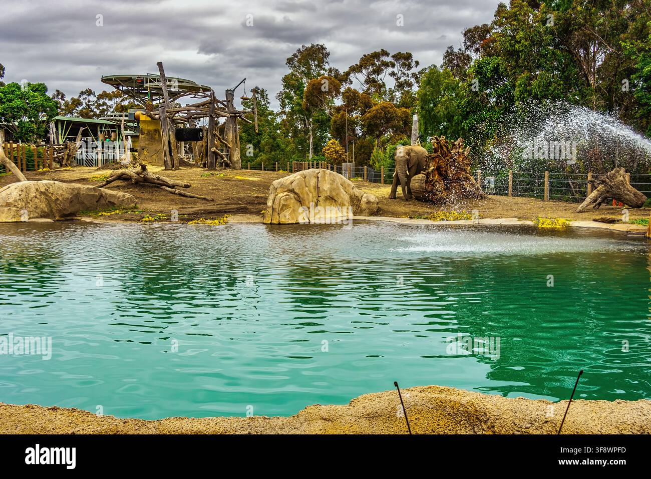 Elefante che spruzza acqua vicino a uno stagno nel recinto dello zoo in una giornata nuvolosa. San Diego Zoo, San Diego, California, Stati Uniti, Nord America Foto Stock