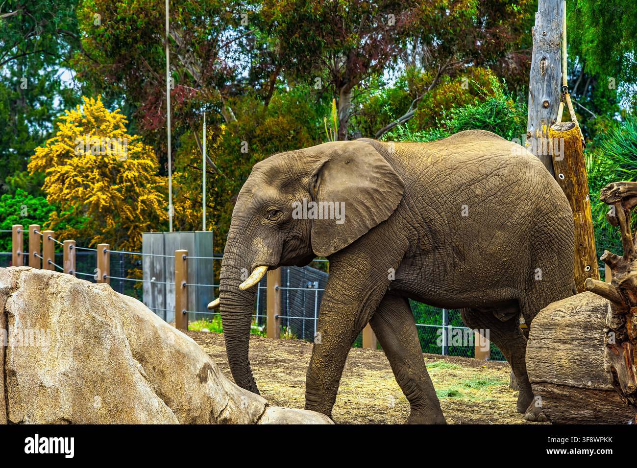 Elefante africano in piedi in un recinto dello zoo con strutture per l'alimentazione. San Diego Zoo, San Diego, California, Stati Uniti, Nord America Foto Stock