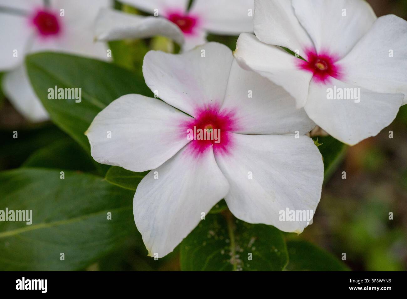Fiori di pervinca del Madagascar bianchi con centri rosa Foto Stock