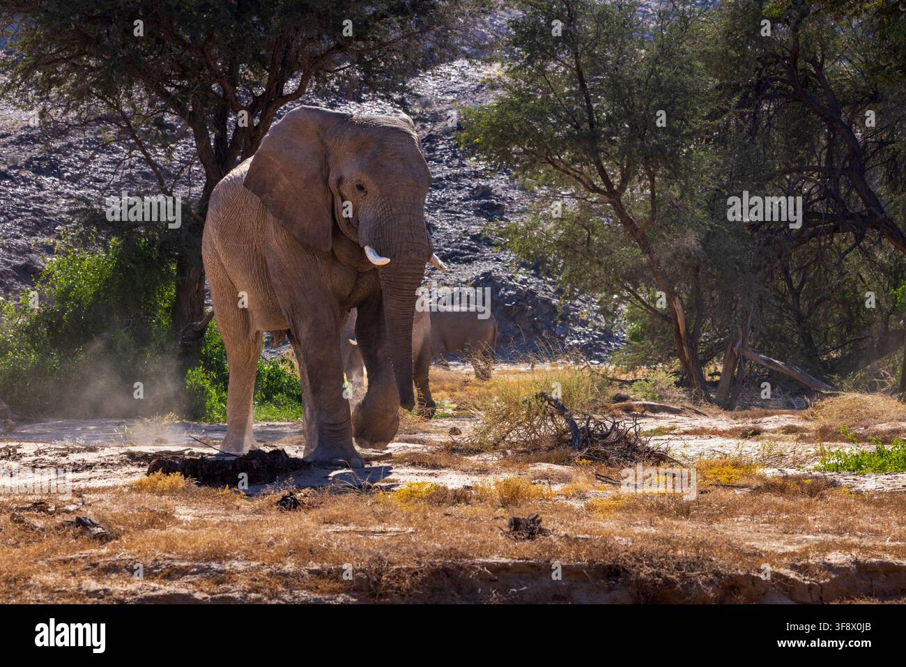 Un elefante del deserto maschio in carica sul fiume prosciugato dell'Ugab al monte Brandberg, Namibia, Africa Foto Stock