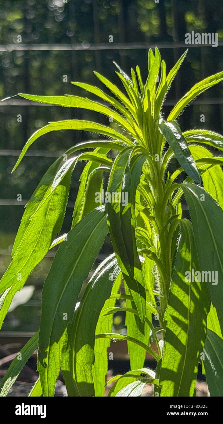 Alta pianta dicotiledone verde con foglie lunghe, strette e seghettate, drammaticamente illuminata dal sole in controluce in un ambiente di giardino, creando una translucenza luminosa del fogliame Foto Stock