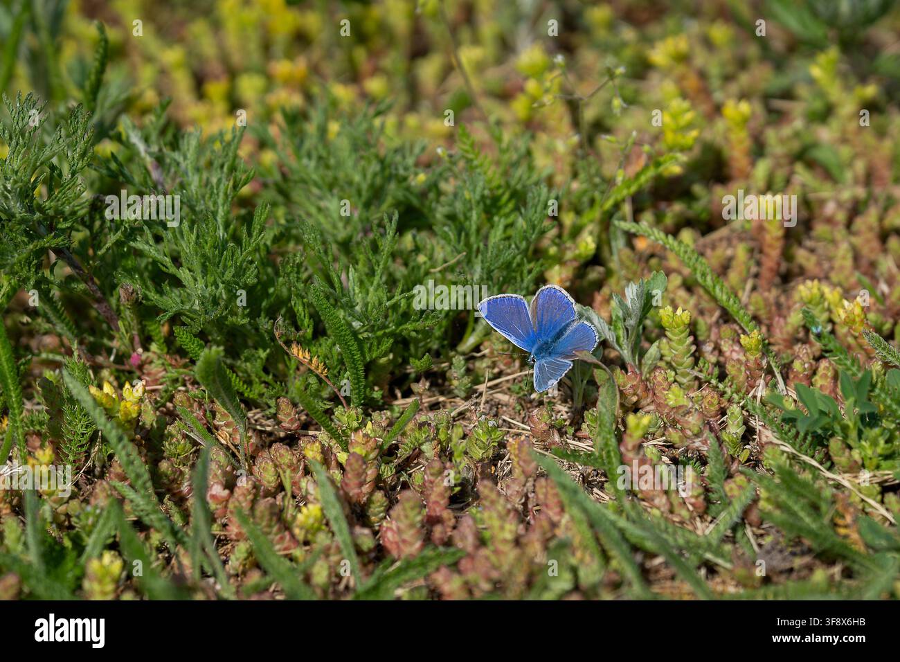 Polyommatus icarus, Farfalla comune blu, con ali blu-viola vivaci che riposa tra la vegetazione del prato in un habitat naturale di praterie. Foto Stock
