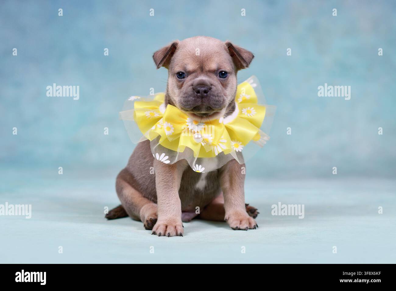 Cucciolo di Bulldog Francese con collare giallo e una piccola fiore davanti a uno sfondo blu morbido Foto Stock