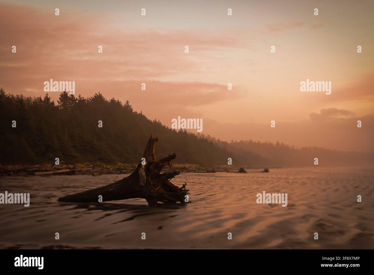 Un tronco di legno alla deriva su Long Beach a Tofino con la foresta sullo sfondo al tramonto. Foto Stock