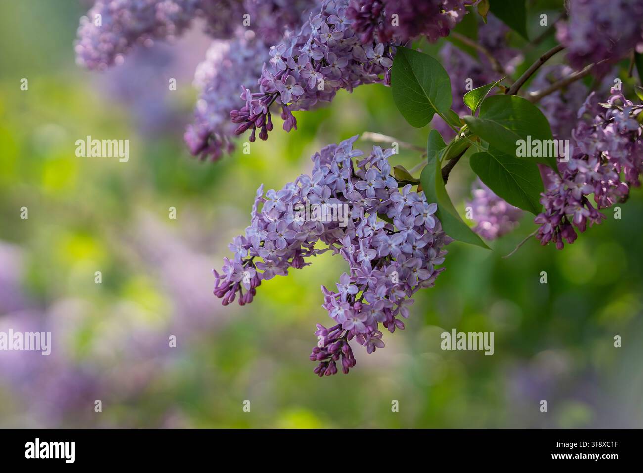 Syringa vulgaris (lillà comune) in fiore, con panicoli di fiori viola profumati e una chioma verde fresca. Un classico arbusto ornamentale da giardino. Foto Stock