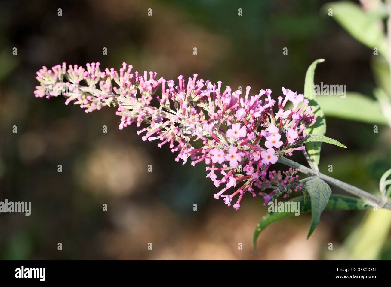 Macro di un ramo fiorito rosa chiaro viola di un albero casto, Vitex agnus-castus, in un giardino estivo soleggiato. Questo primo piano di alta qualità cattur Foto Stock