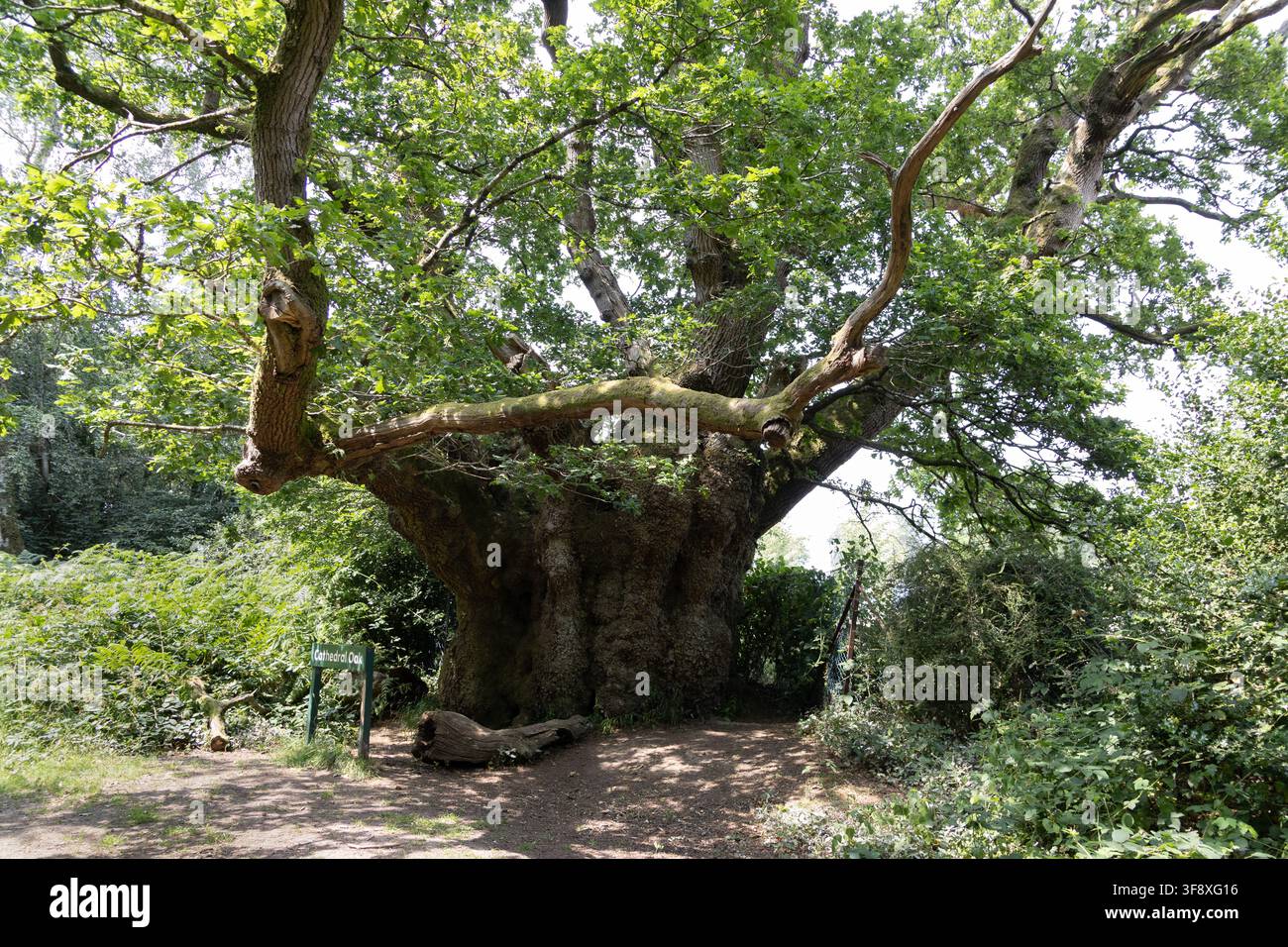 Quercia Cattedrale, antico albero veterano nella foresta di Savernake, Wiltshire, Inghilterra Foto Stock