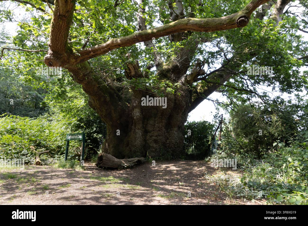 Quercia Cattedrale, antico albero veterano nella foresta di Savernake, Wiltshire, Inghilterra Foto Stock