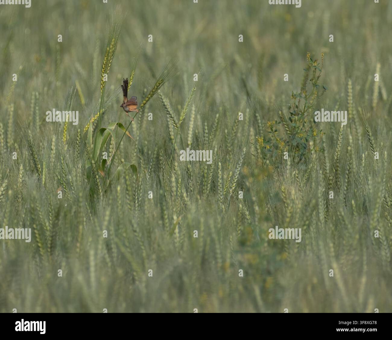 Un'Ashy Prinia che guarda lontano dalla fotocamera Foto Stock