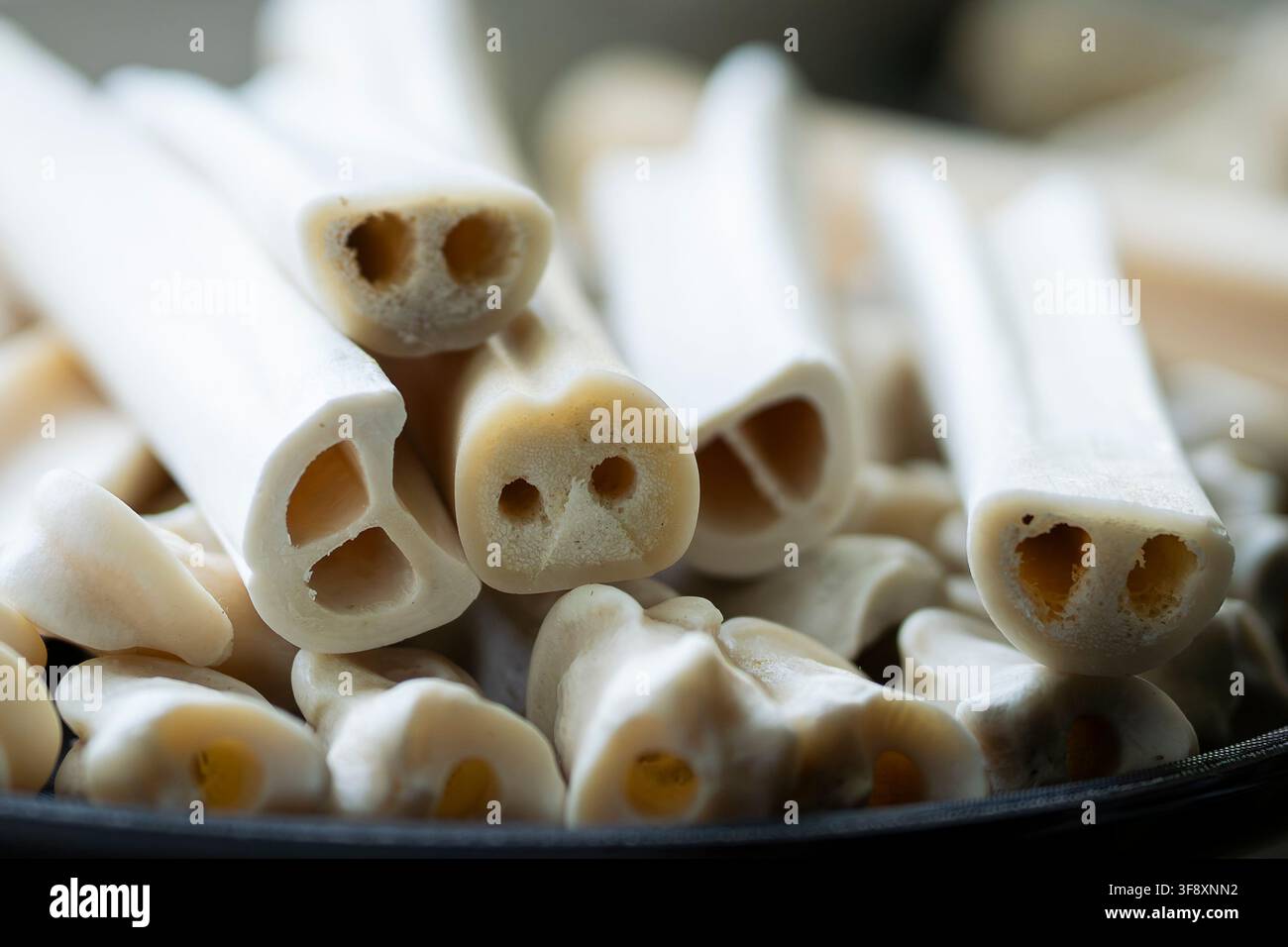 Ossa di animali preparate per la creazione di gioielli e artigianato, pulite e modellate come materiale naturale per intaglio, perline e altre creazioni fatte a mano. Foto Stock