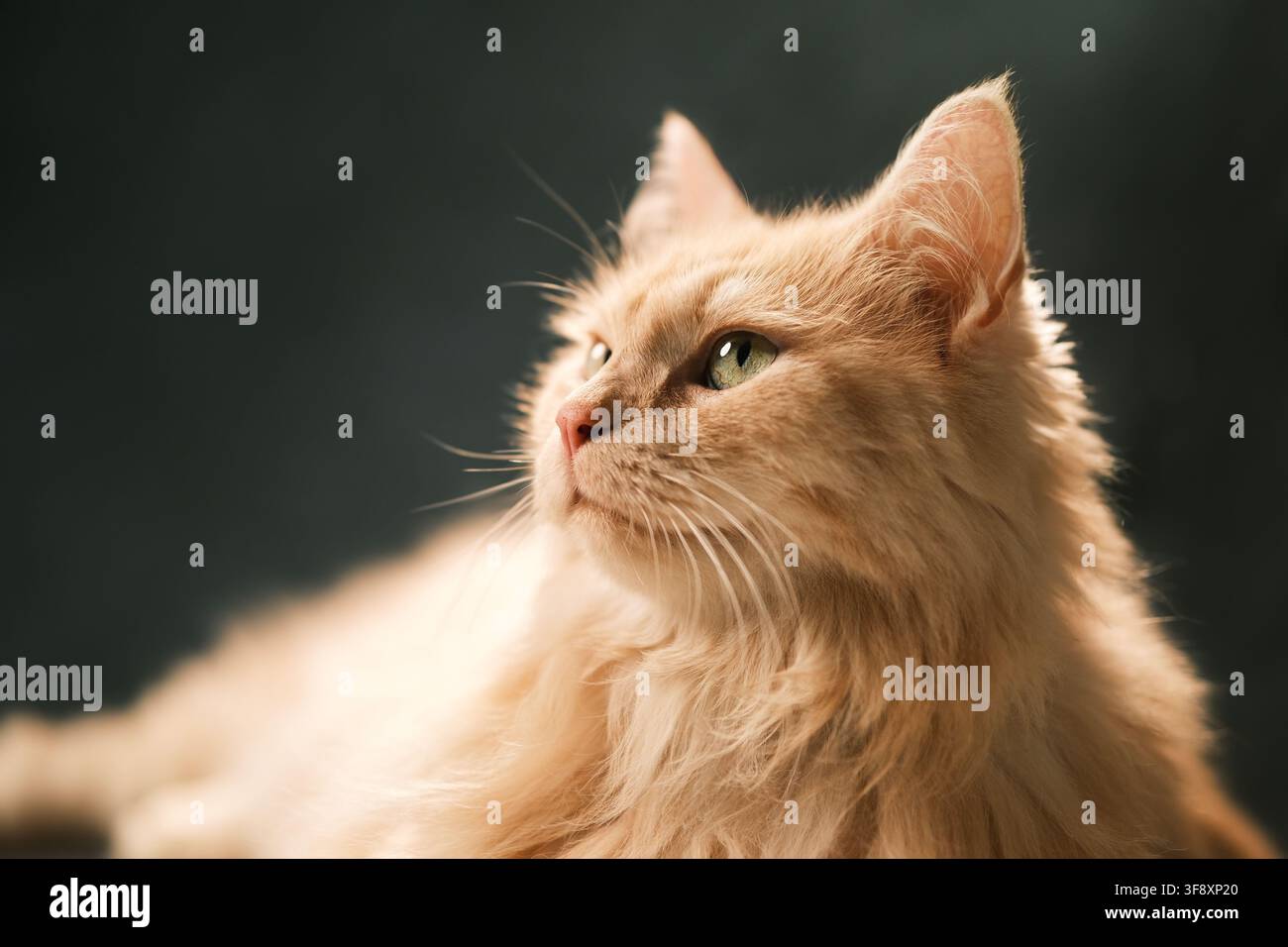Ritratto animale di un bellissimo gatto persiano soffice con pelo beige, scatto in studio con sfondo scuro Foto Stock