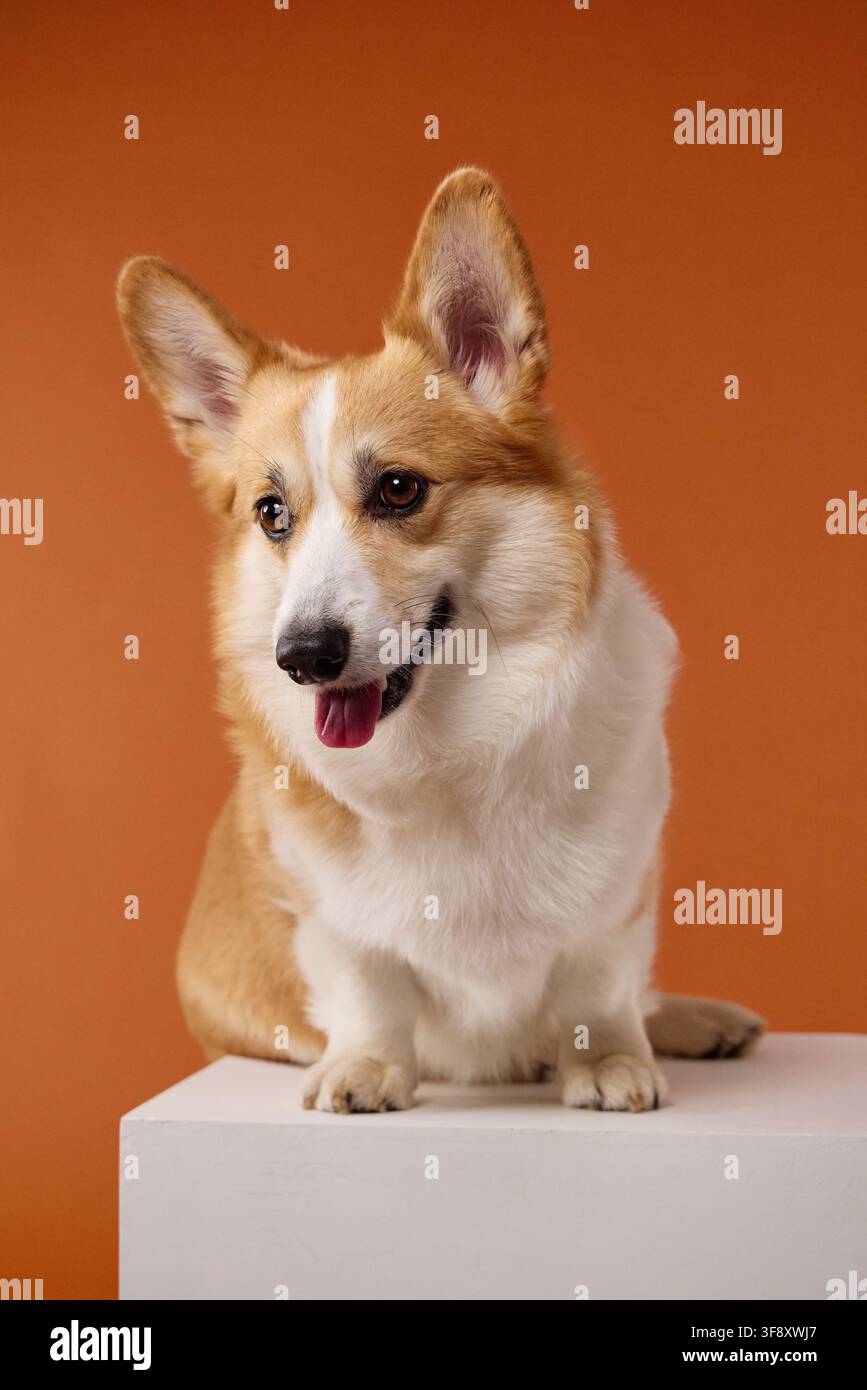 Il Pembroke Welsh Corgi è seduto su un piedistallo bianco su uno sfondo arancione saturo. La composizione a corpo intero combina uno stile commerciale pulito con Foto Stock