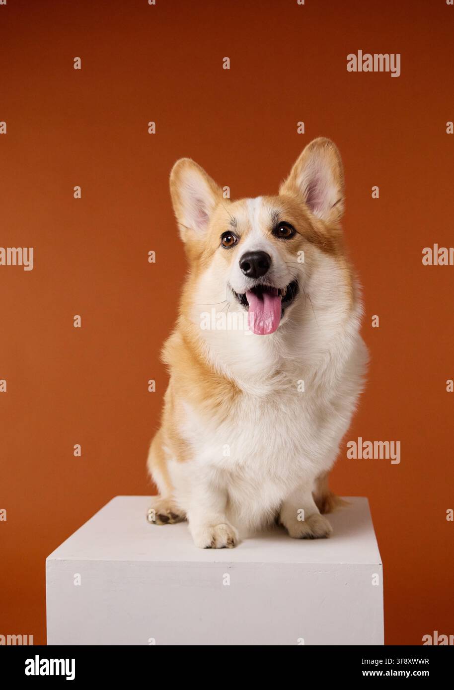 Pembroke Welsh Corgi felice seduto su un piedistallo bianco contro l'arancione. Ritratto studio a corpo intero mostra carattere allegro, forma compatta e attento Foto Stock