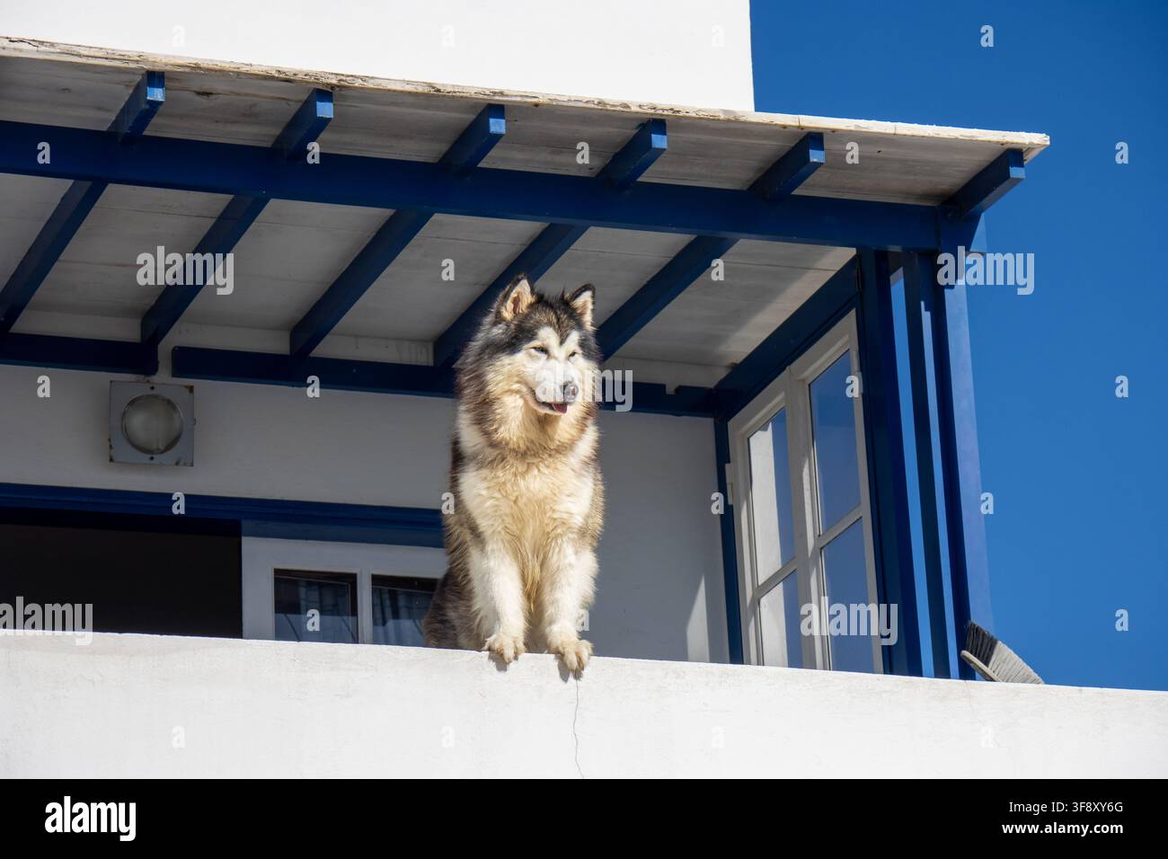 Un cane peloso posa sul balcone di una casa costiera bianca e blu a Punta Mujeres, Lanzarote, guardando verso il mare. Foto Stock