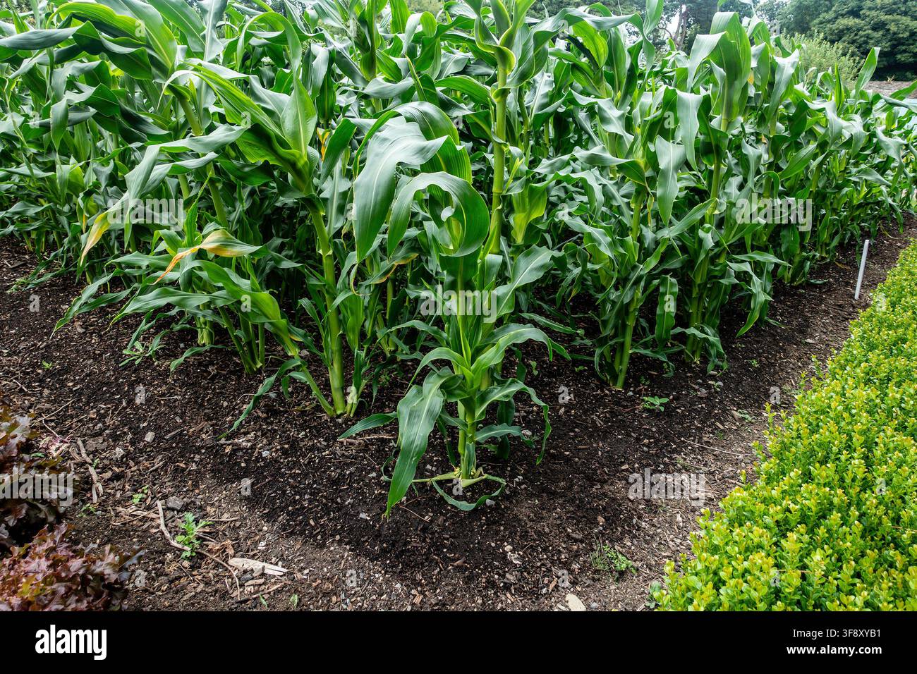 Alti steli di mais dolce verde crescono in un terreno scuro in un letto da giardino delimitato da una siepe verde curata. Foto Stock