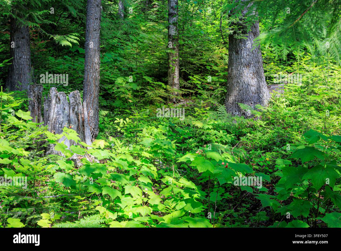 Fogliame lussureggiante nella foresta vicino a Sandpoint, Idaho Foto Stock