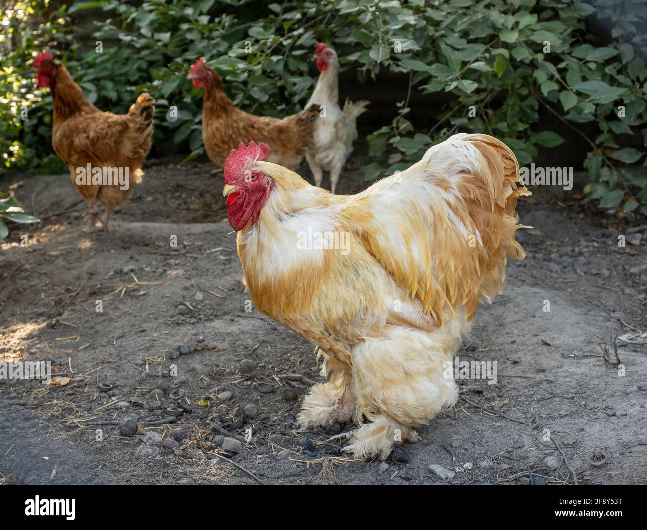 Un gallo robusto si trova in primo piano mentre le galline cercano cibo in un cortile ombreggiato e rustico. L'immagine evoca la vita in fattoria, pollame a libero raggio, ru Foto Stock
