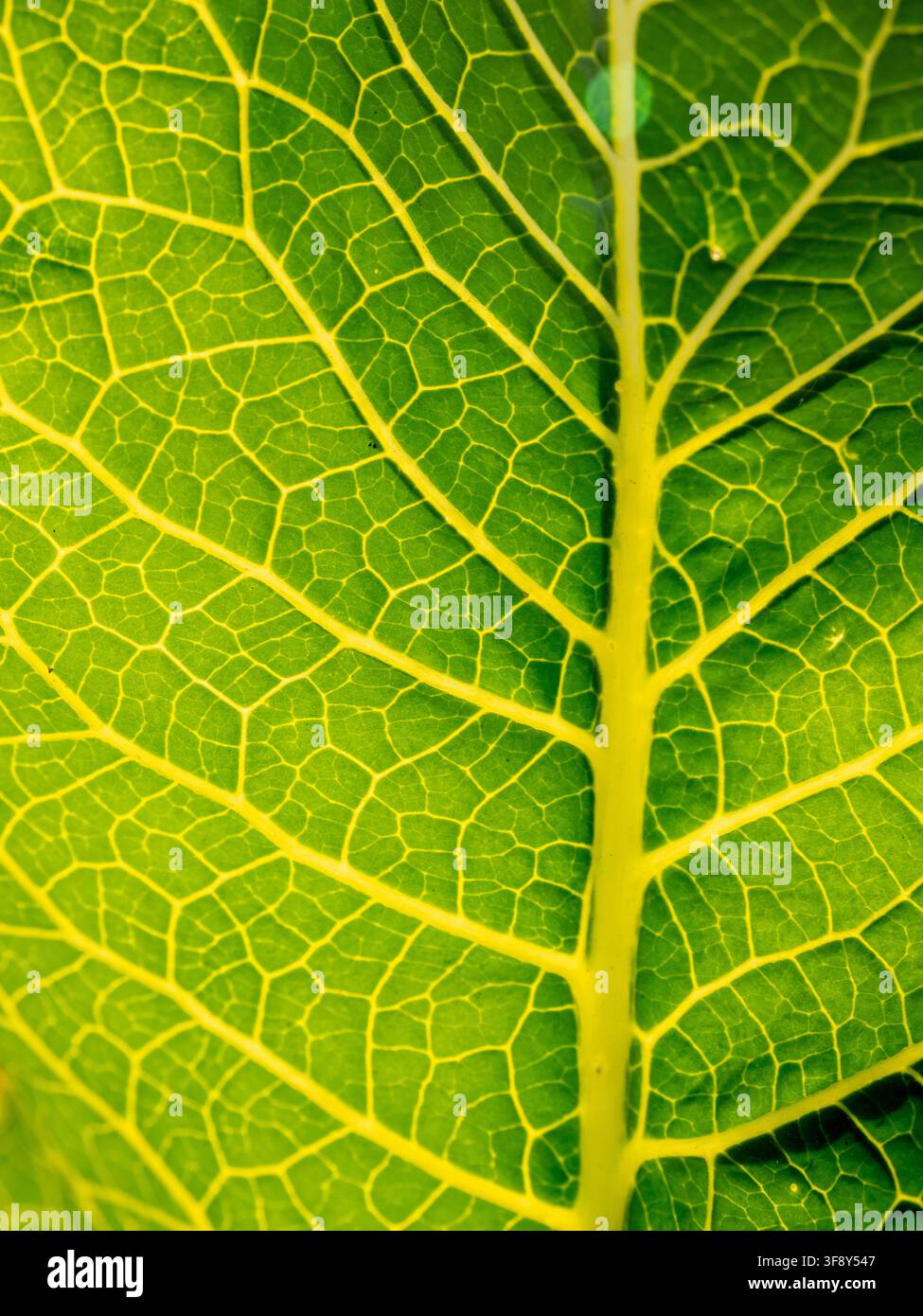Macro close-up di una foglia verde vibrante che mostra venature prominenti e una trama intricata, illuminata di contro luce per evidenziare i motivi cellulari e la simmetria naturale — id Foto Stock