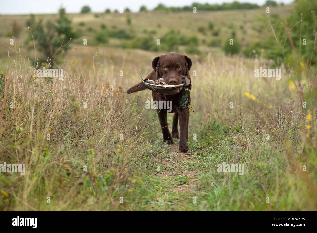 Un bellissimo Labrador Retriever marrone cioccolato in un campo tra erbe selvatiche porta un trofeo di caccia, un'anatra, nella bocca al suo proprietario. Cani da caccia. Foto Stock