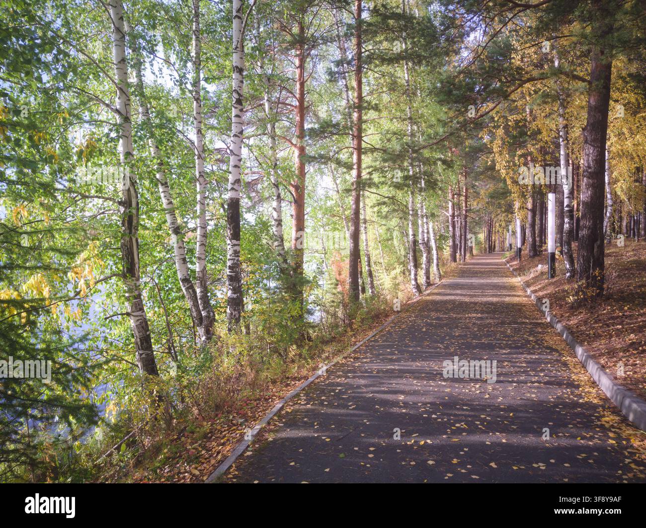 Luce dorata, ombre lunghe, fogliame verde e giallo vibrante su alberi alti; foglie cadute in tonalità di ambra e ruggine coprono il suolo della foresta. Foto Stock