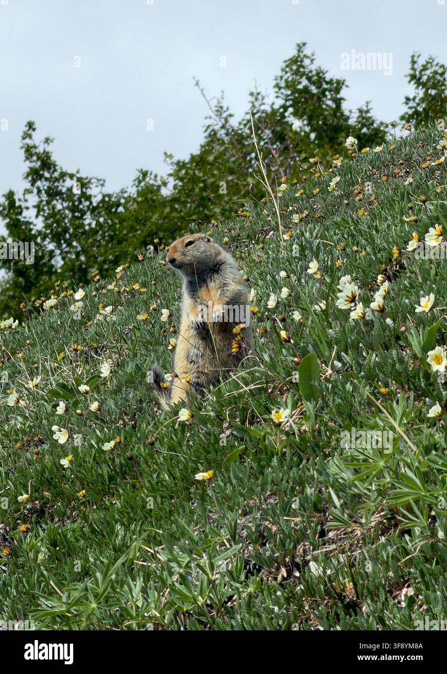 Uno scoiattolo terrestre artico cerca cibo tra la vegetazione della tundra nel Parco Nazionale e Riserva di Denali, in Alaska, il 25 luglio 2026. Foto Stock