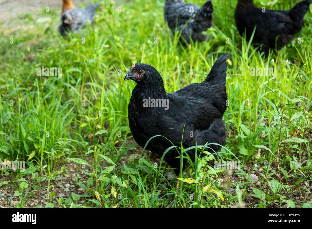 Pulcini ibridi neri di 10 settimane in libertà nel cortile della fattoria; gregge, gallina che guarda a sinistra Foto Stock