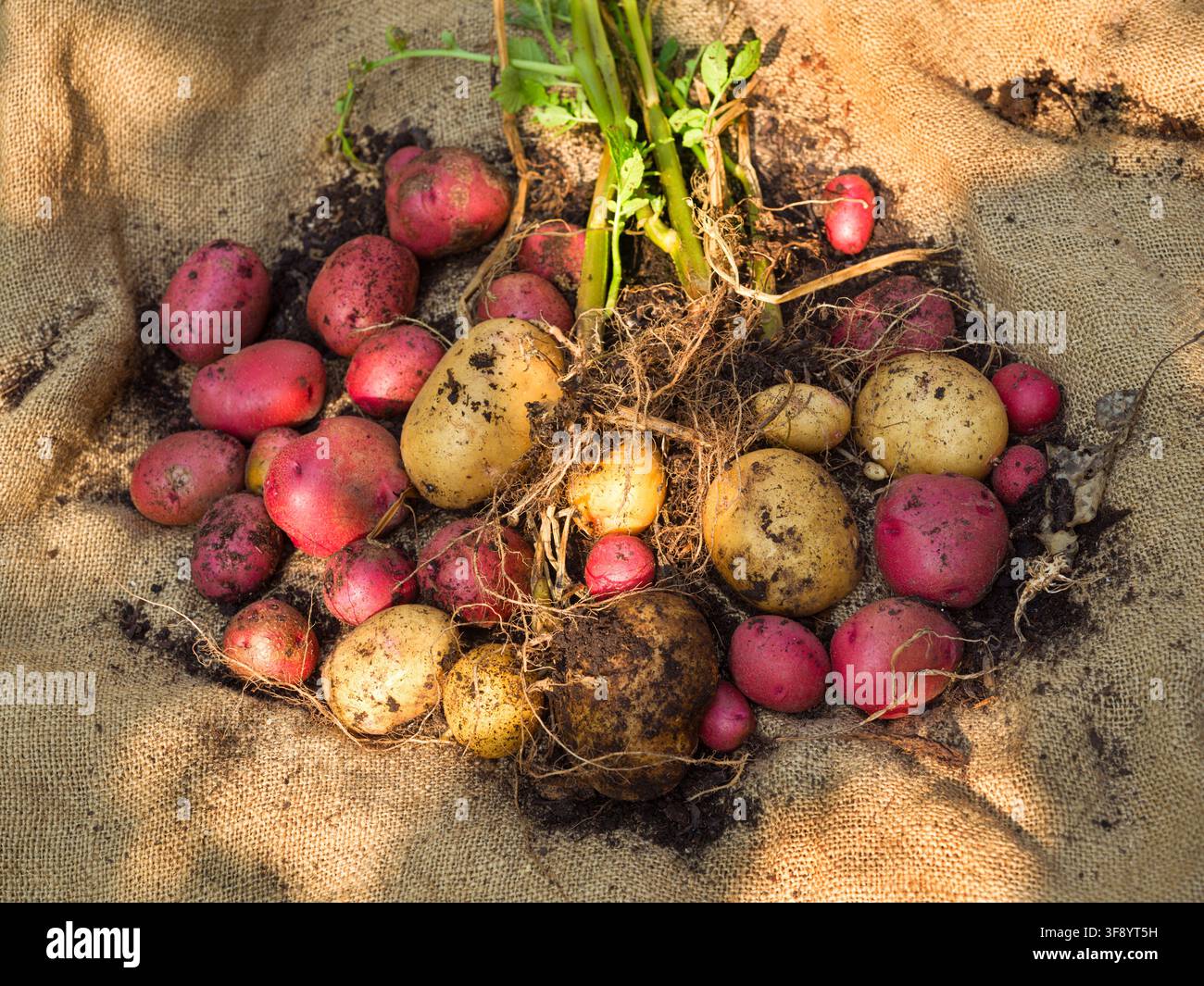 Patate coltivate biologicamente in casa, appena raccolte dal terreno su tela di sacco Foto Stock