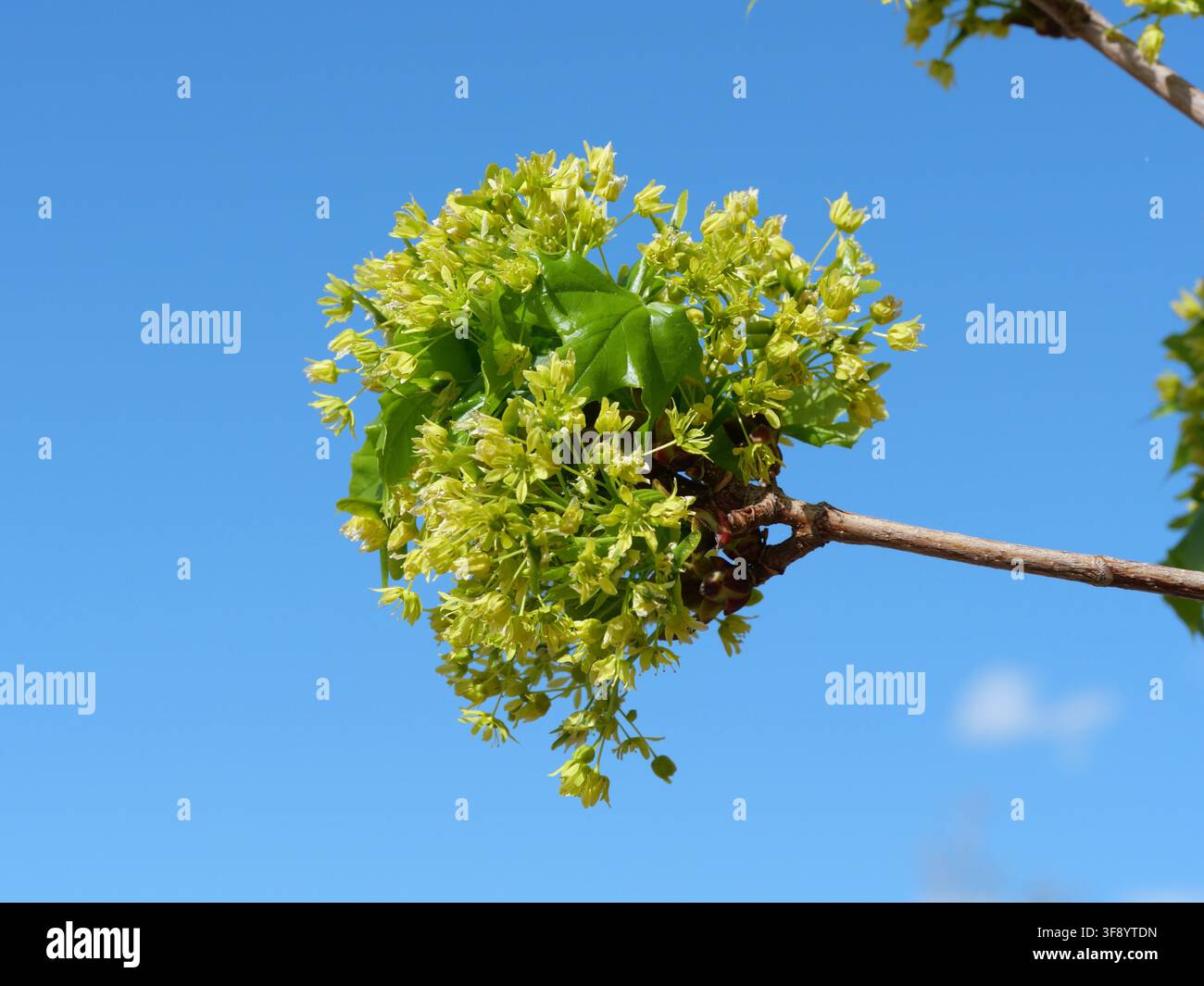 Acero della Norvegia in fiore (Acer platanoides) con fiori giallo-verdi e foglie emergenti contro un cielo azzurro sereno primaverile nel Colorado, USA. Foto Stock