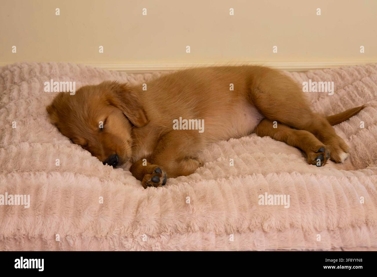Cucciolo di Golden Retriever addormentato che riposa su un morbido letto rosa per cani in ambiente interno Foto Stock