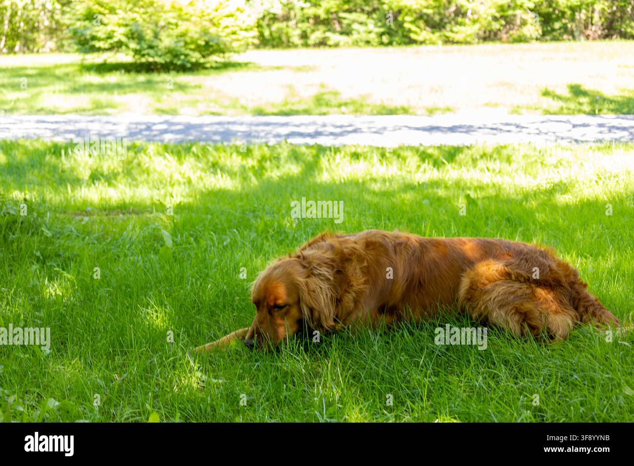 Golden Retriever che riposa tranquillamente sull'erba verde sotto alberi ombrosi Foto Stock