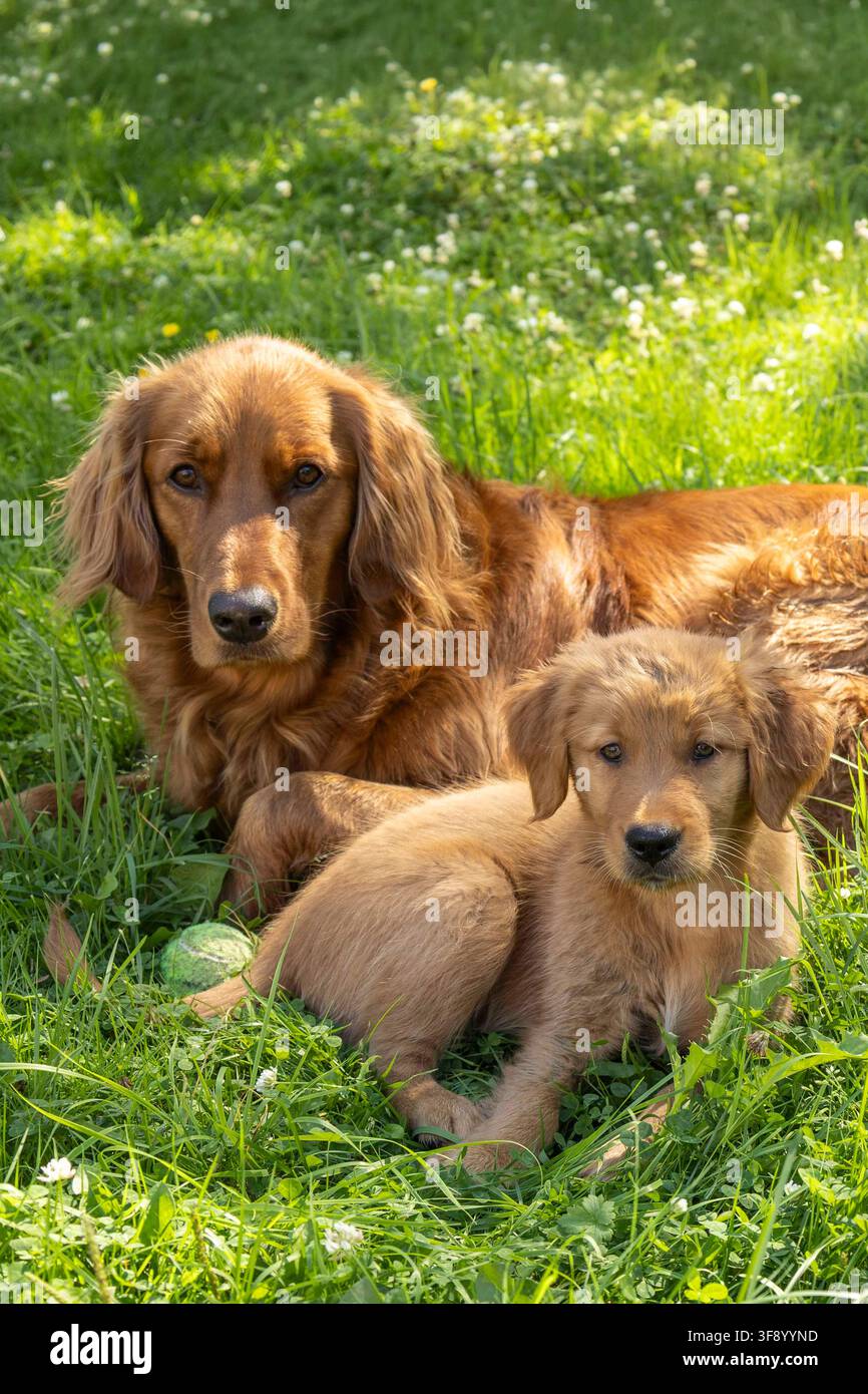 Golden Retriever adulto con cucciolo di Golden Retriever che riposano insieme nell'erba estiva Foto Stock