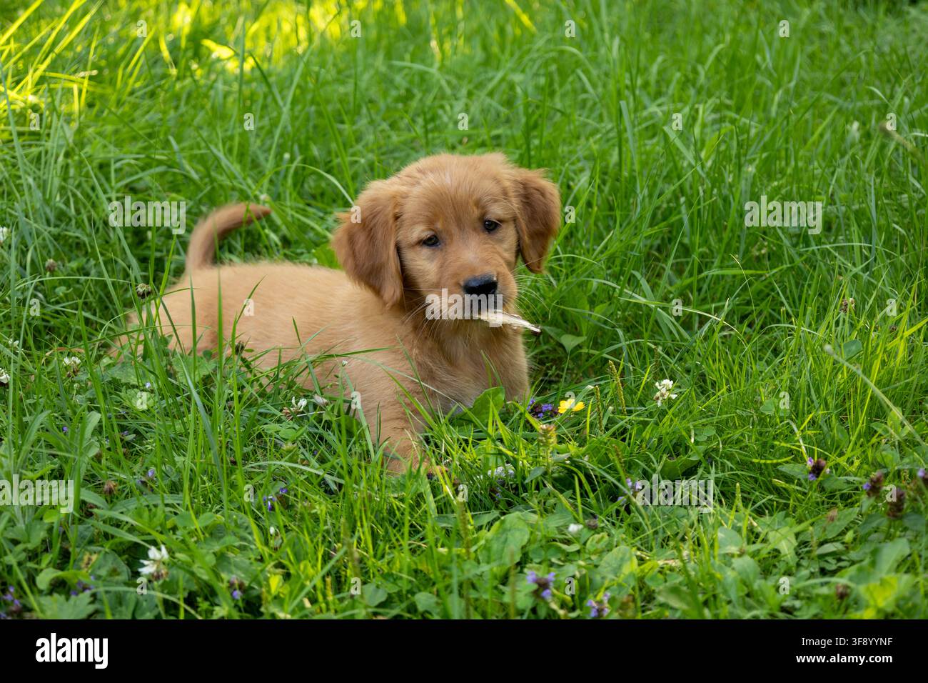 Cucciolo di Golden Retriever che gioca nell'erba con un bastoncino Foto Stock