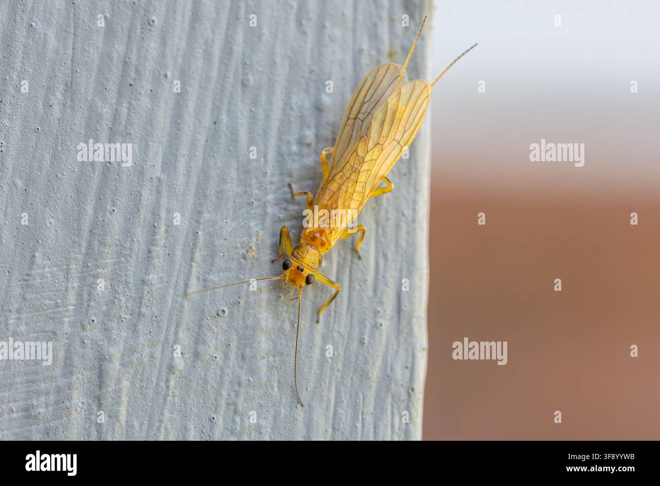 Stonefly giallo sul legno Foto Stock