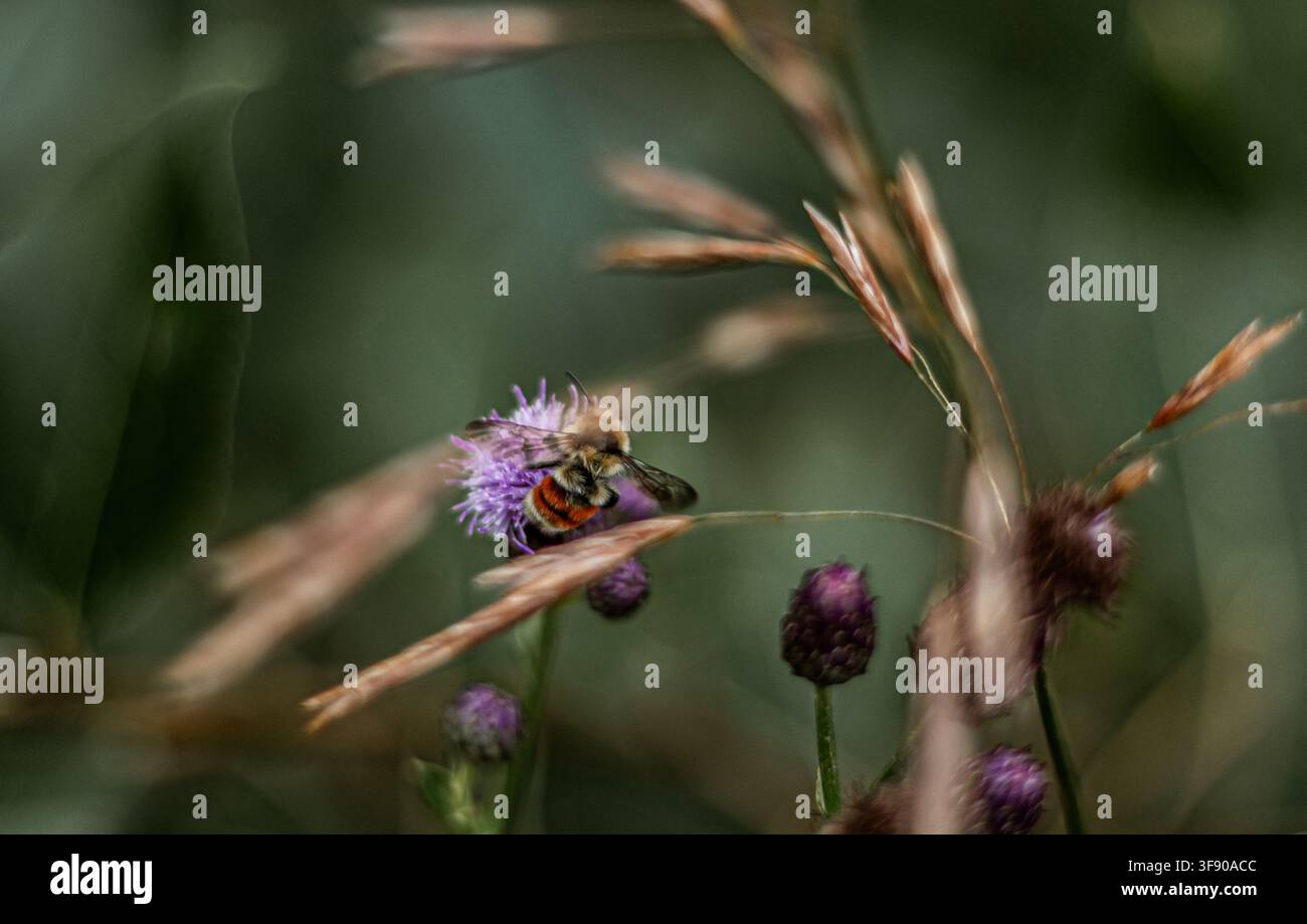 Impollinatrice delle API Foto Stock