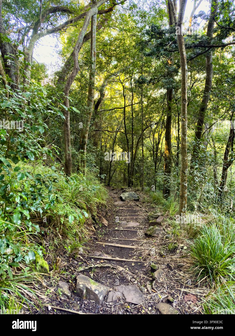 Sentiero escursionistico misterioso attraverso una fitta foresta di montagna, Sudafrica Foto Stock