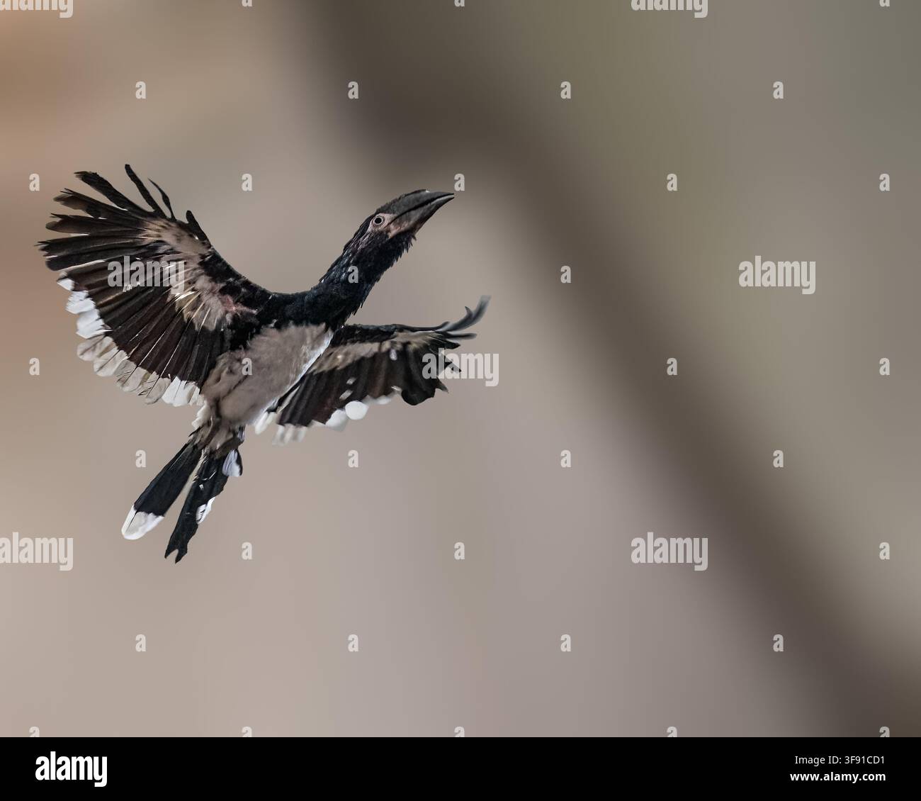 Tucano dal collare volante con le ali aperte Foto Stock