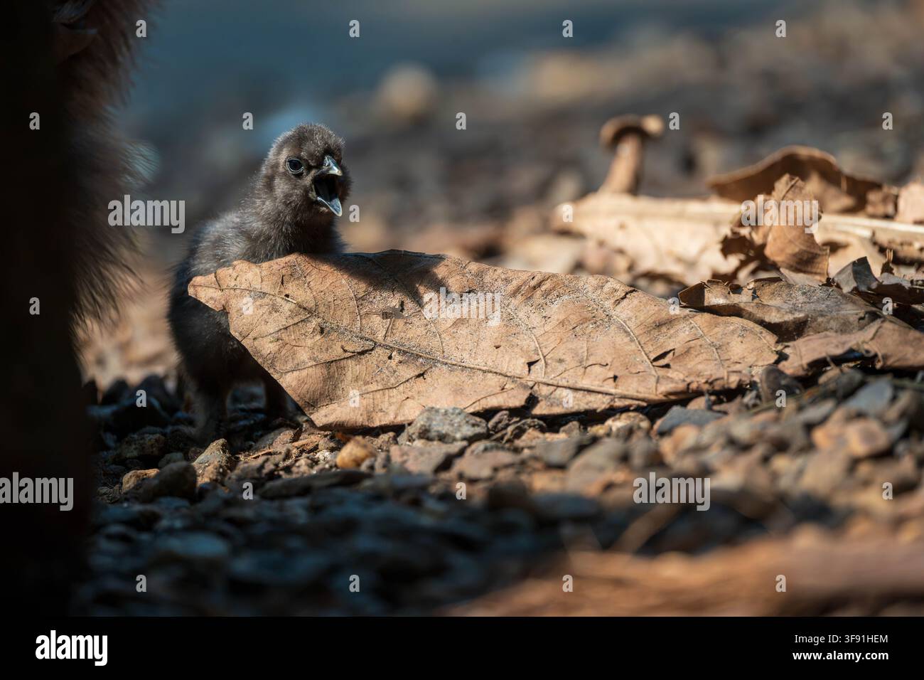 Un minuscolo pulcino nero sbircia da dietro una grande foglia secca su un terreno roccioso, il becco aperto come se stesse chiamando. Foto Stock